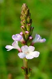 Eisenkraut Lat Verbena officinalis
