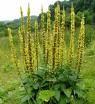 Agrimony