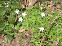 Fr�hlingsboten am Wegesrand